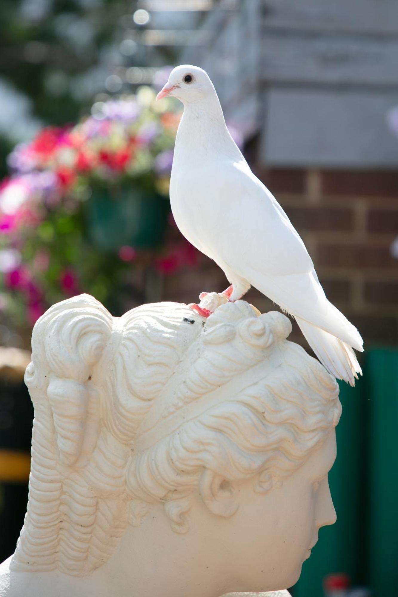 Dorset Arms Hotel Wallsend Ngoại thất bức ảnh